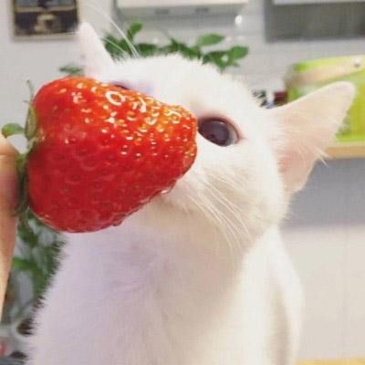 草莓头像图片
