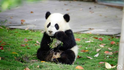 大熊猫的图片大全 国宝熊猫图片可爱