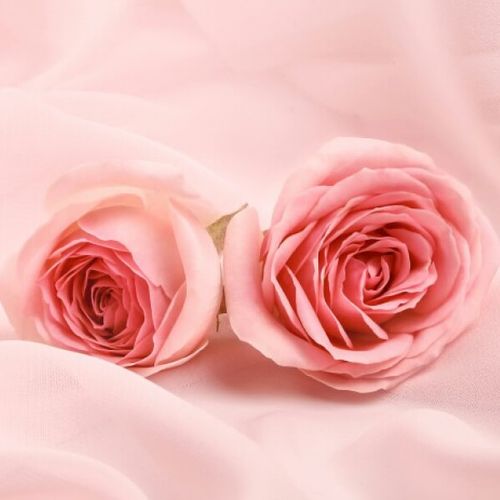 粉色玫瑰花图片头像