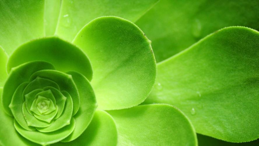绿色植物图片唯美养眼 绿色植物图片欣赏