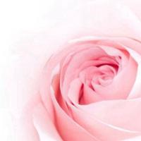 粉色玫瑰花图片头像 玫瑰花粉色背景图片