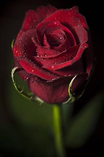 红玫瑰图片高级质感大全 红玫瑰的图片唯美浪漫