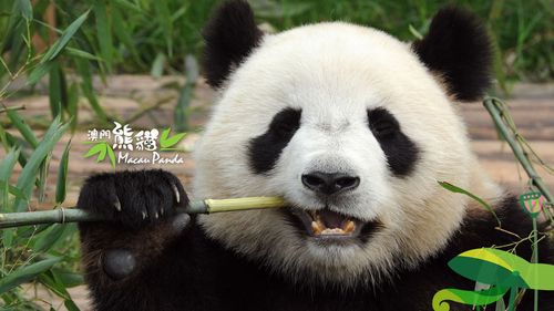 熊猫的图片真实 超萌熊猫的真实可爱图片