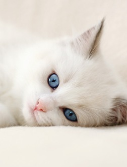 萌物猫咪唯美图片
