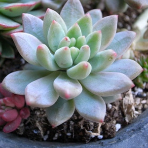 景天科多肉植物柳叶莲华